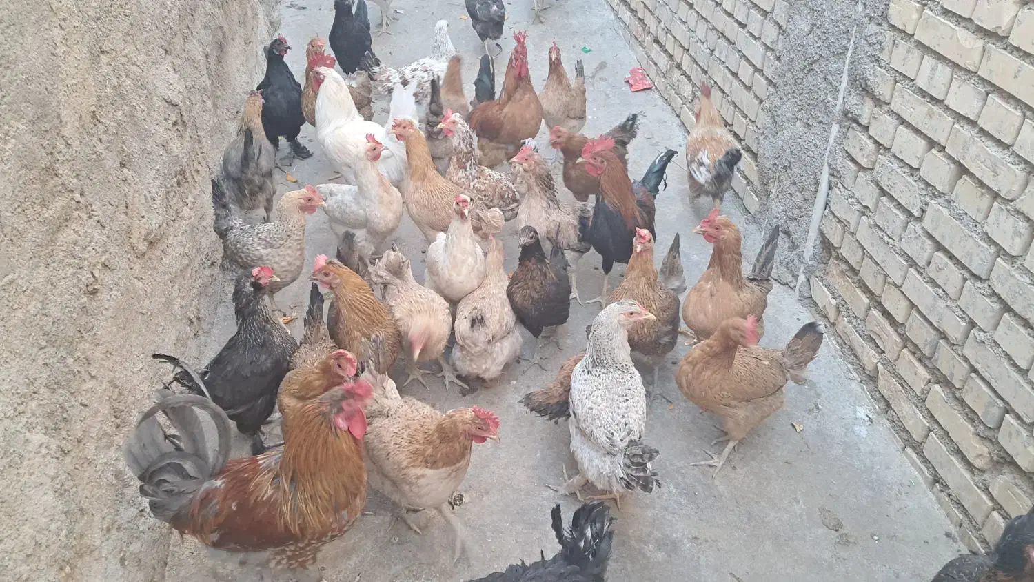 مرغ محلی|حیوانات مزرعه|بهبهان, |دیوار