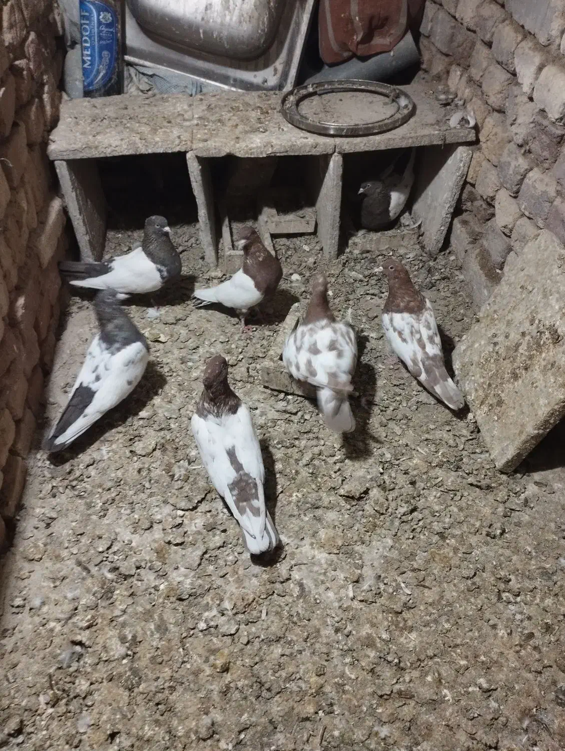 سرته ای هفتا|پرنده|ملایر, |دیوار