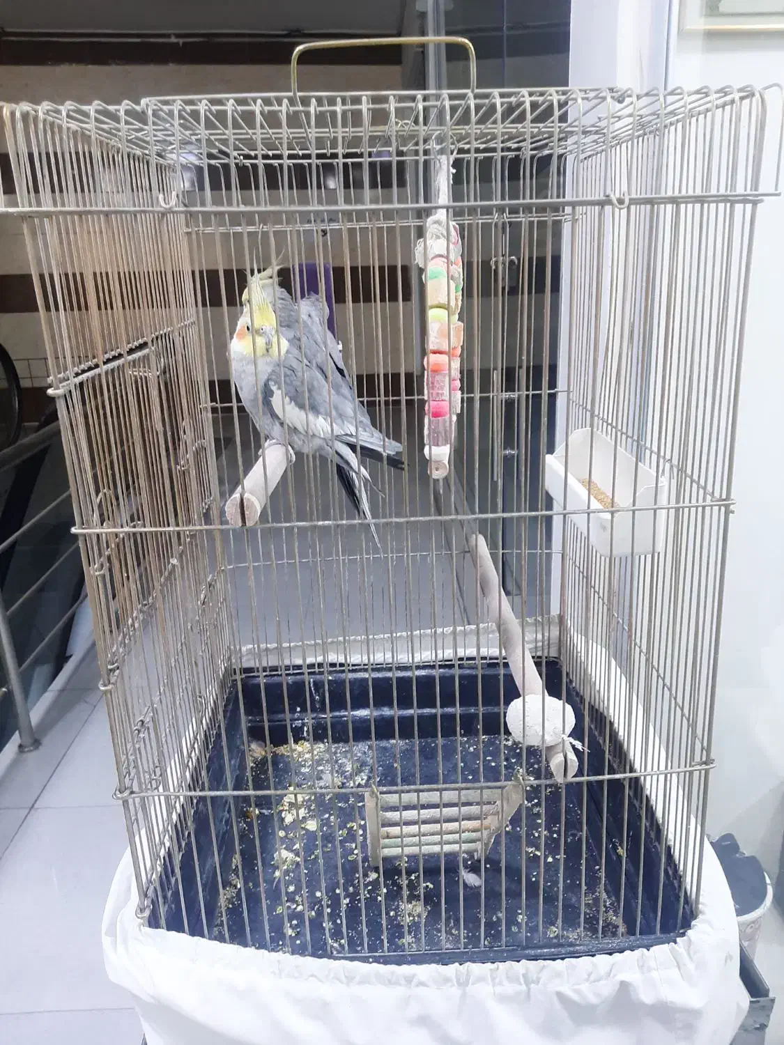 فروش عروس هلندی دوتا نر یک ماده|پرنده|جوانرود, |دیوار