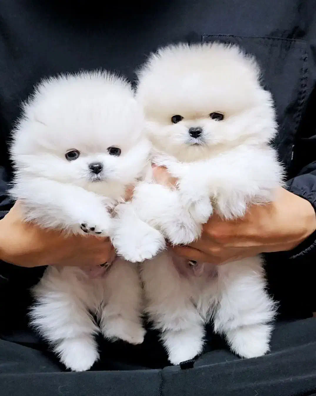 پامرانین عروسکی ۷۳روز|سگ|مشهد, کوثر|دیوار