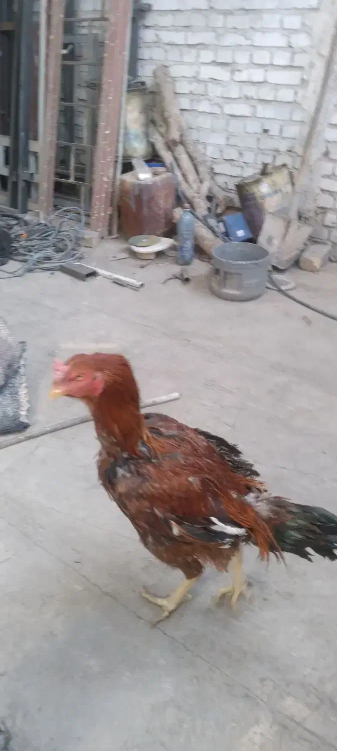 سلام خروس لاری|پرنده|اردکان, |دیوار