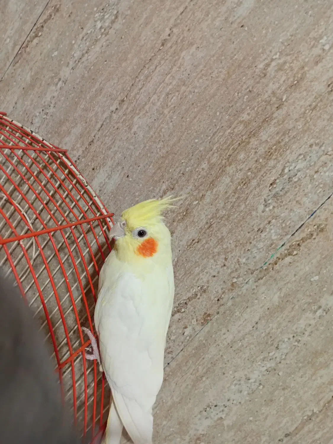 دو عدد عروس هلندی ب فروش میرود|پرنده|کرج, حصارک پایین|دیوار