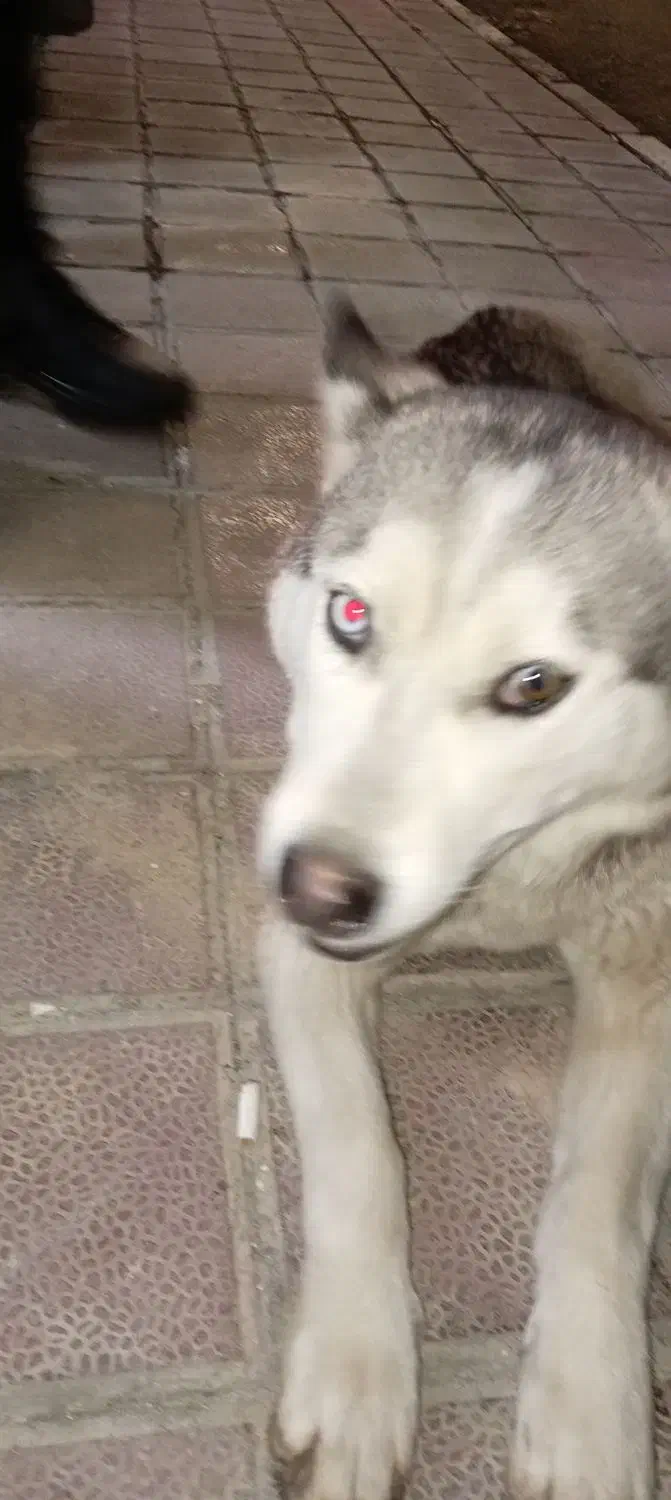 سگ هاسکی|سگ|دهگلان, |دیوار