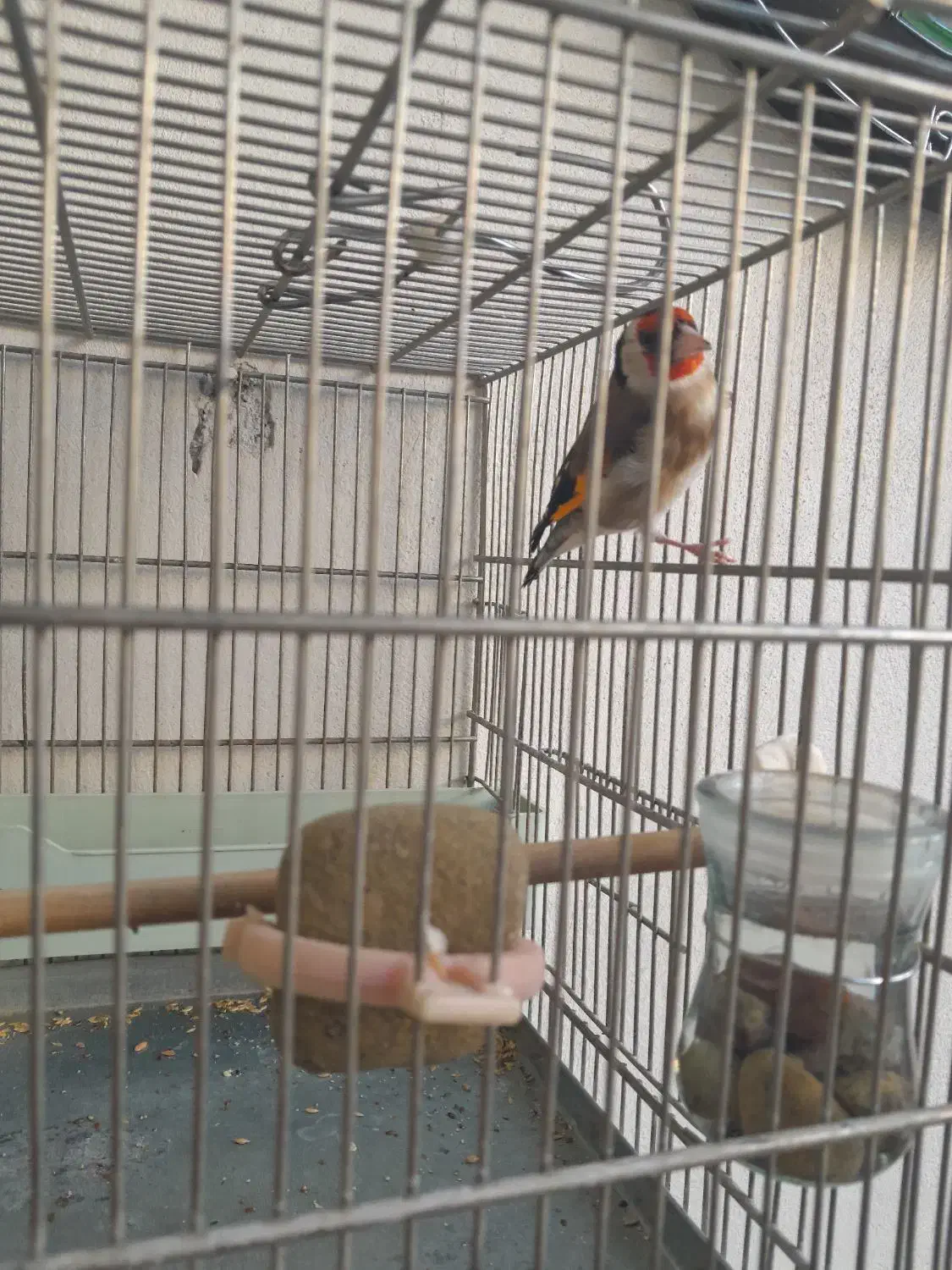 سیره|پرنده|خرم‌آباد, |دیوار