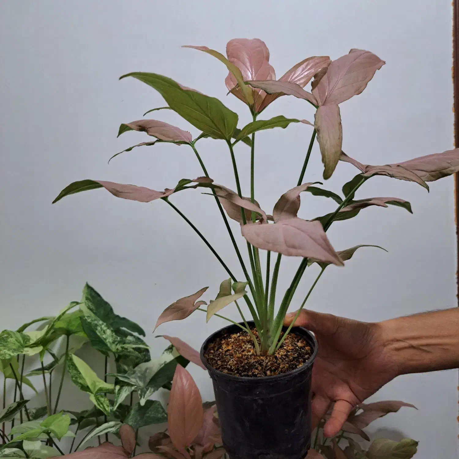 گل سینگینیوم ابلق وصورتی بال فرشته|گل و گیاه طبیعی|ساری, |دیوار