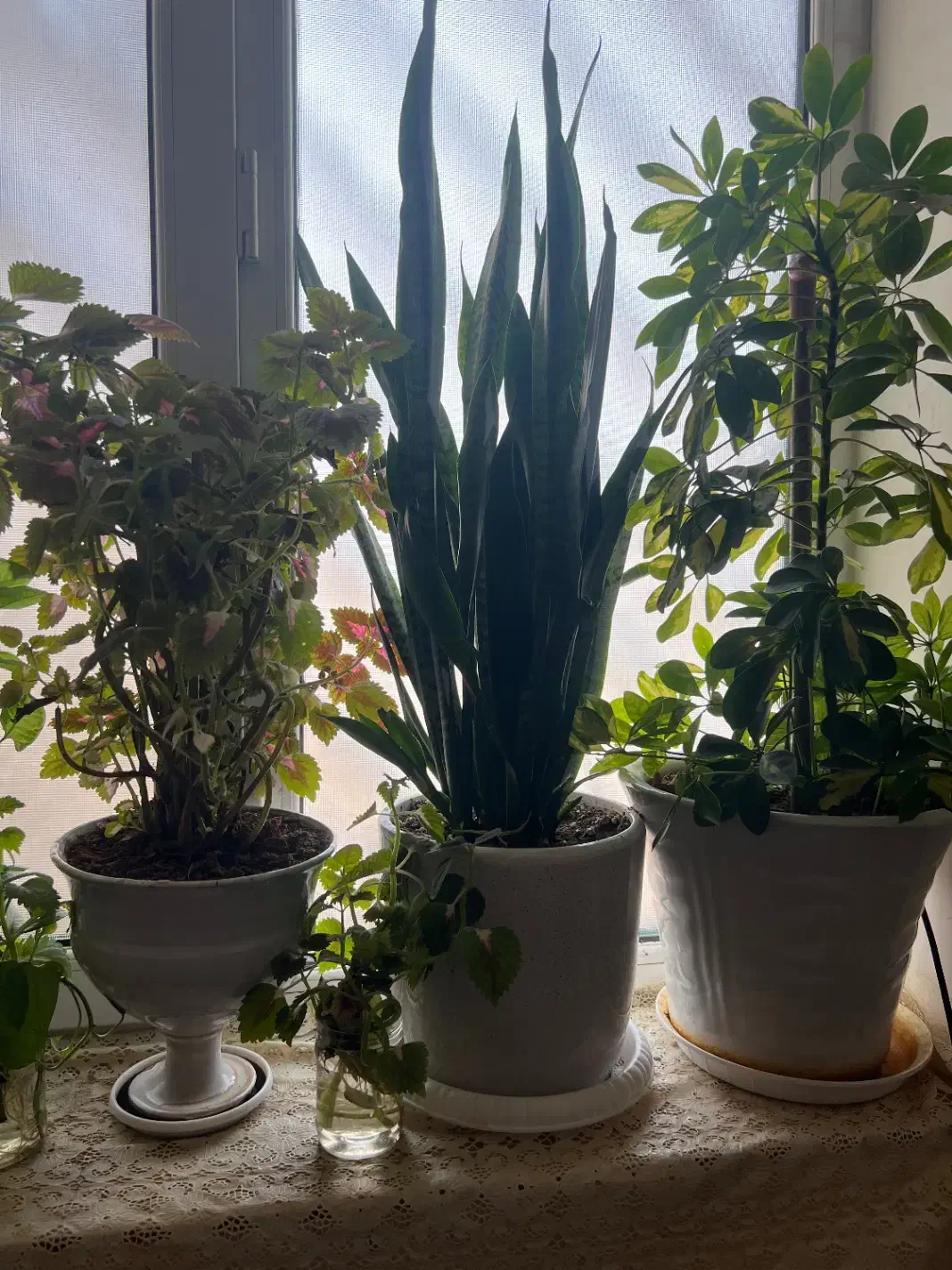 گل و گیاه|گل و گیاه طبیعی|اهواز, کوی باهنر|دیوار