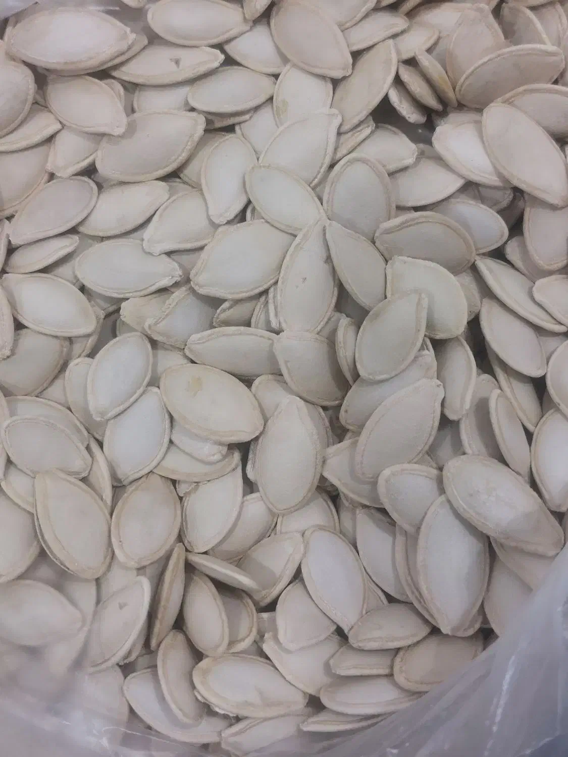 تخمه کدو گوشتی|خوردنی و آشامیدنی|بهمن صغاد, |دیوار