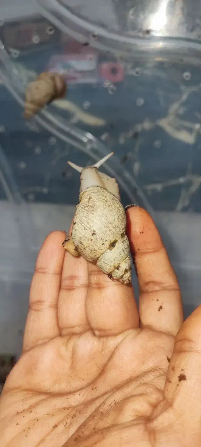 حلزون|خزنده|اهواز, بهارستان|دیوار