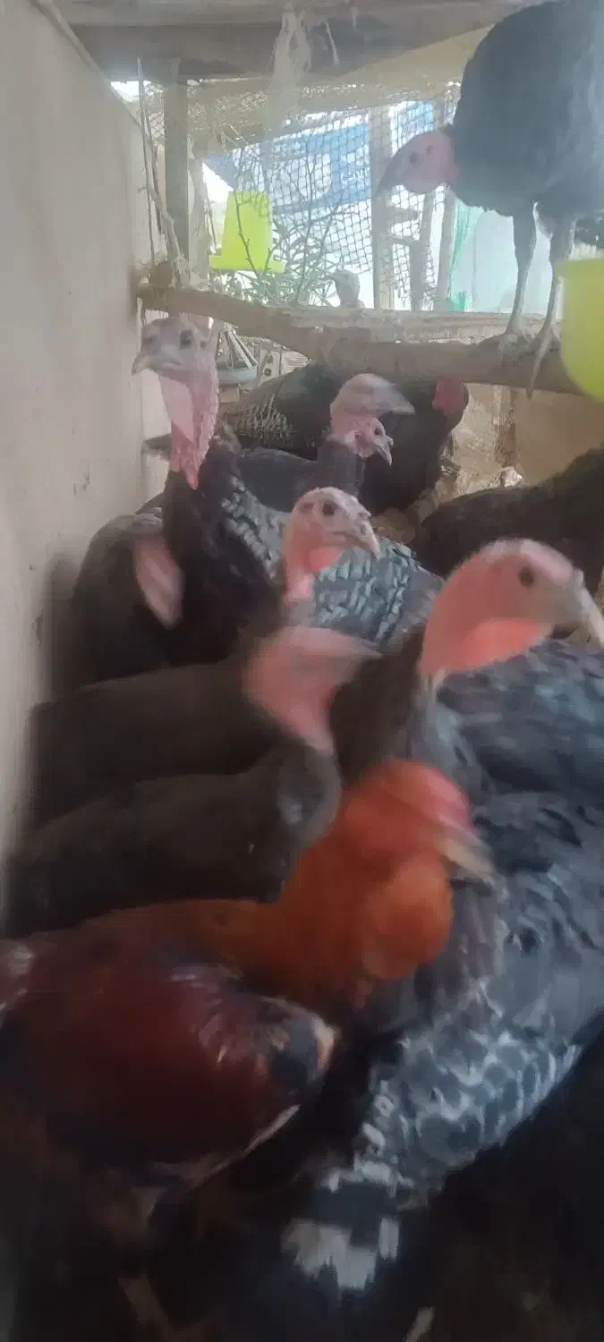 بوقلمون برنزی|حیوانات مزرعه|مشهد, هفده شهریور|دیوار