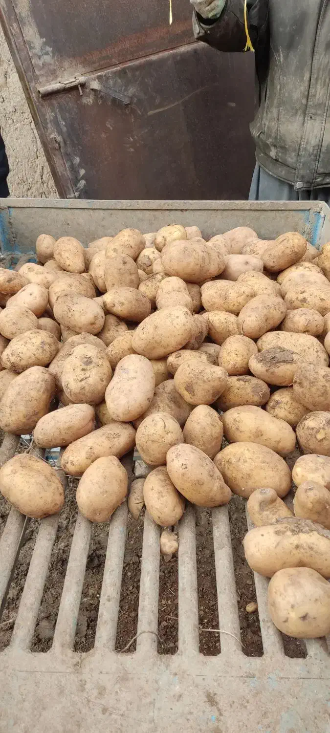 سیب زمینی جیلی|خوردنی و آشامیدنی|دهگلان, |دیوار