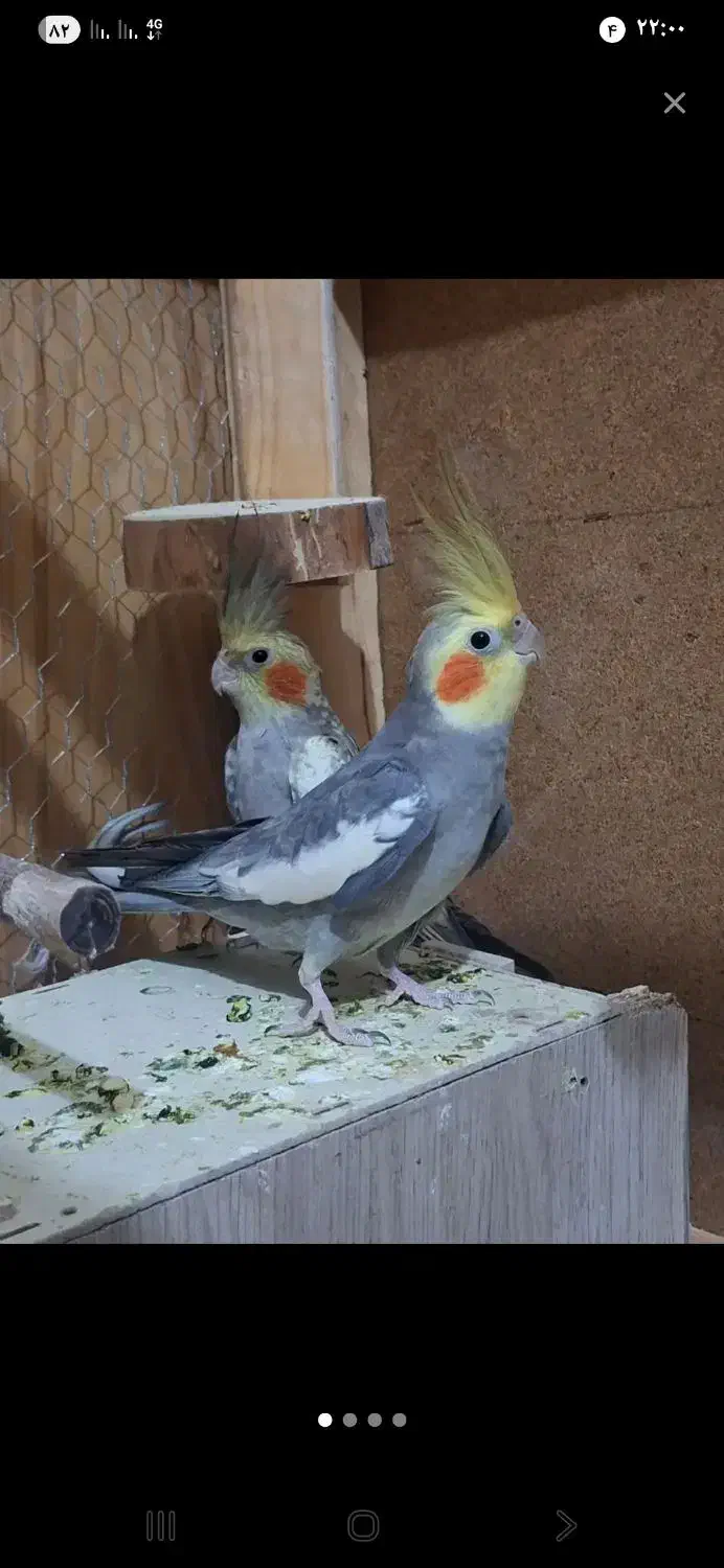 پیدا شده|پرنده|قم, ولیعصر|دیوار