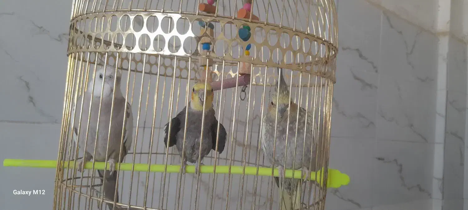 عروس هلندی سخن گو|پرنده|تربتحیدریه, بازار|دیوار