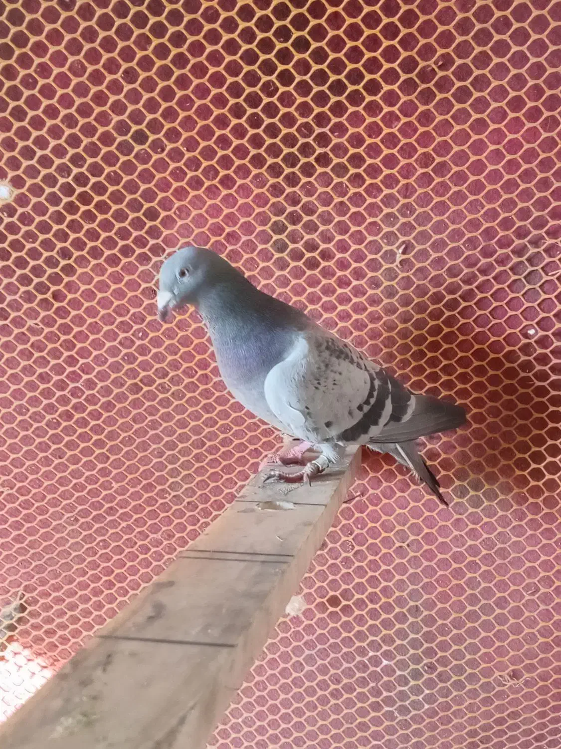 کبوتر شیخی و پلاکی|پرنده|بناب, |دیوار