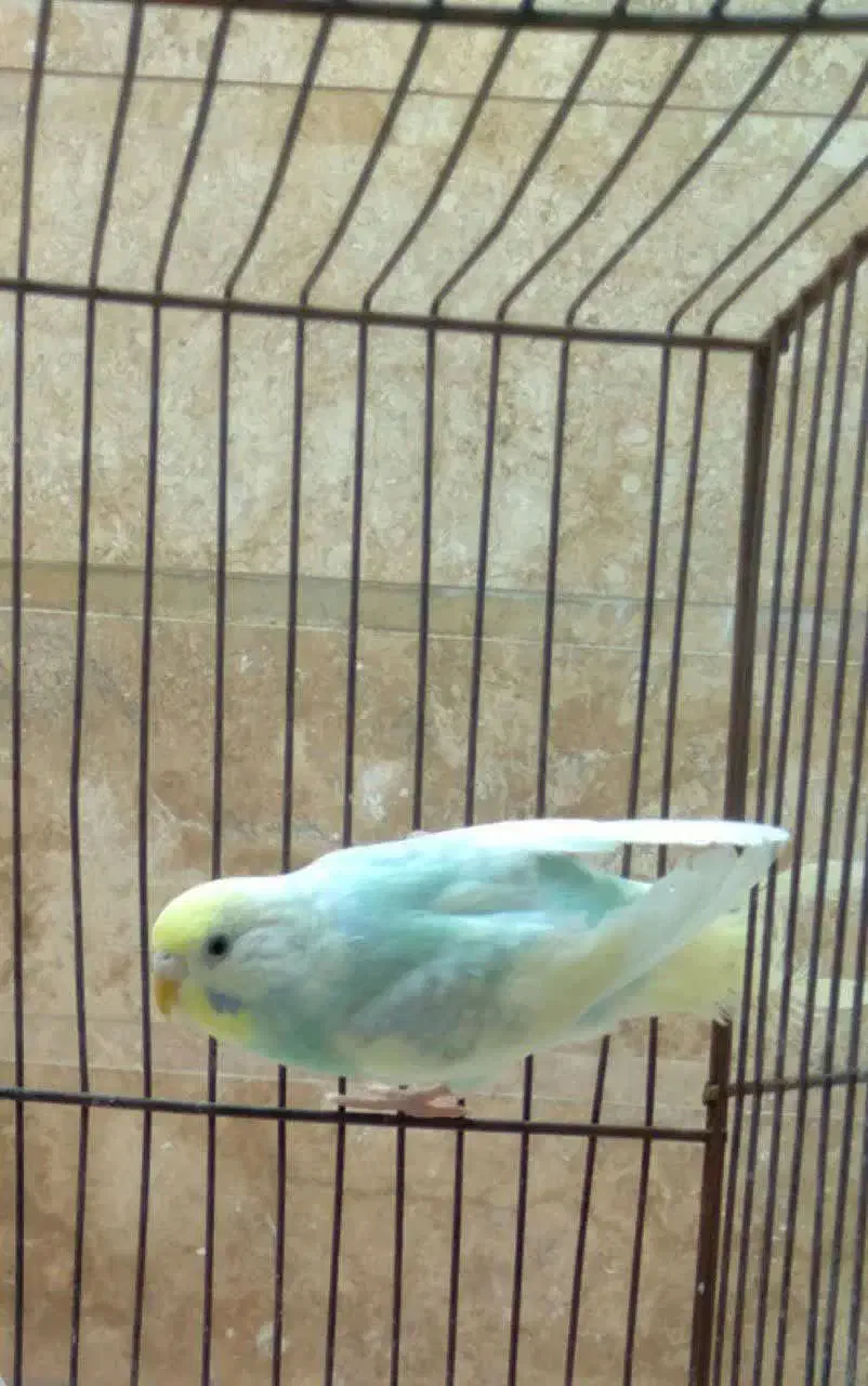 مرغ عشق خانگی|پرنده|کاشان, شهرک انقلاب|دیوار