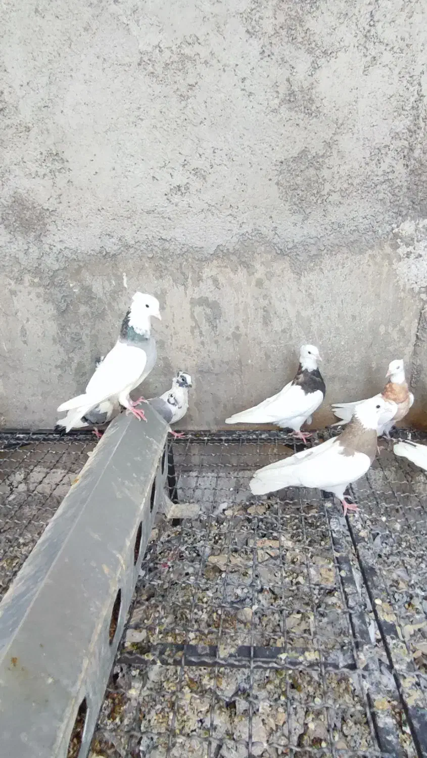 طوقی کرمانشاهی زرد خال سیاه|پرنده|اردکان, |دیوار