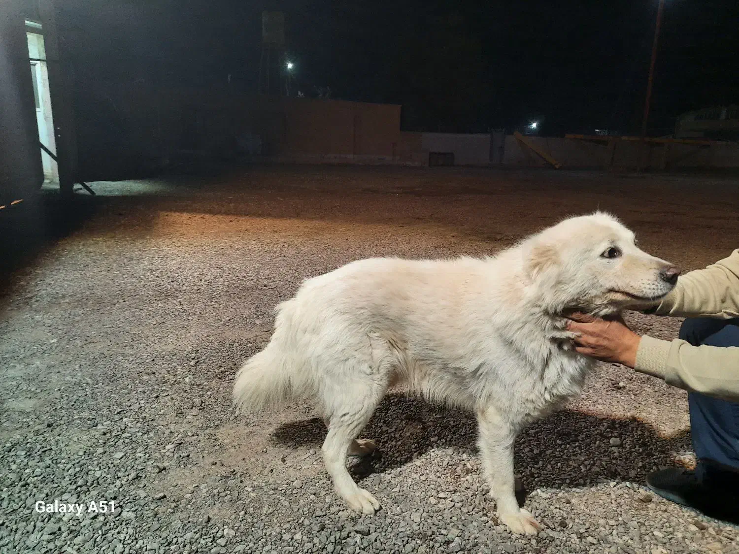 واگذاری رایگان هاسکی|سگ|شهریار, فرارت|دیوار