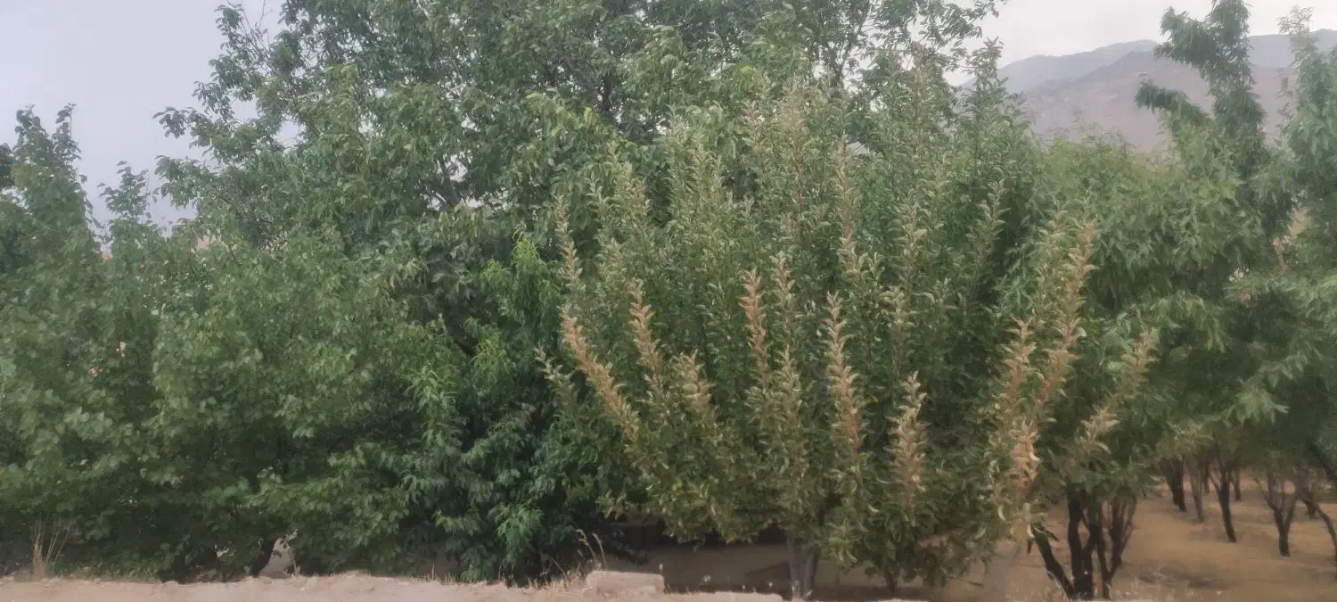 فروش یه قطعه باغ|فروش زمین و ملک کلنگی|صمصامی, |دیوار