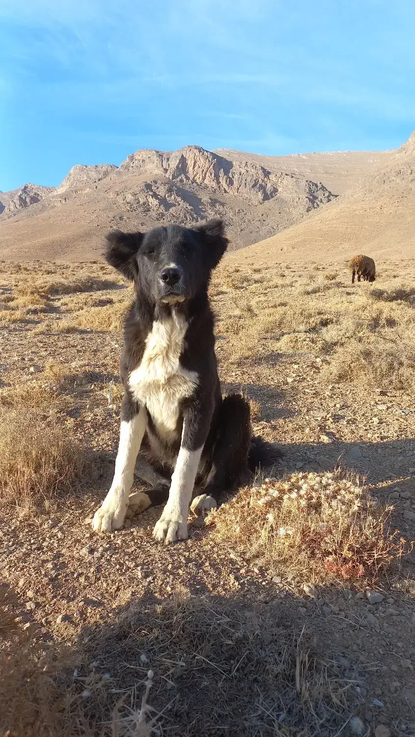 توله لاس ده ماهه گله ای|سگ|چادگان, |دیوار