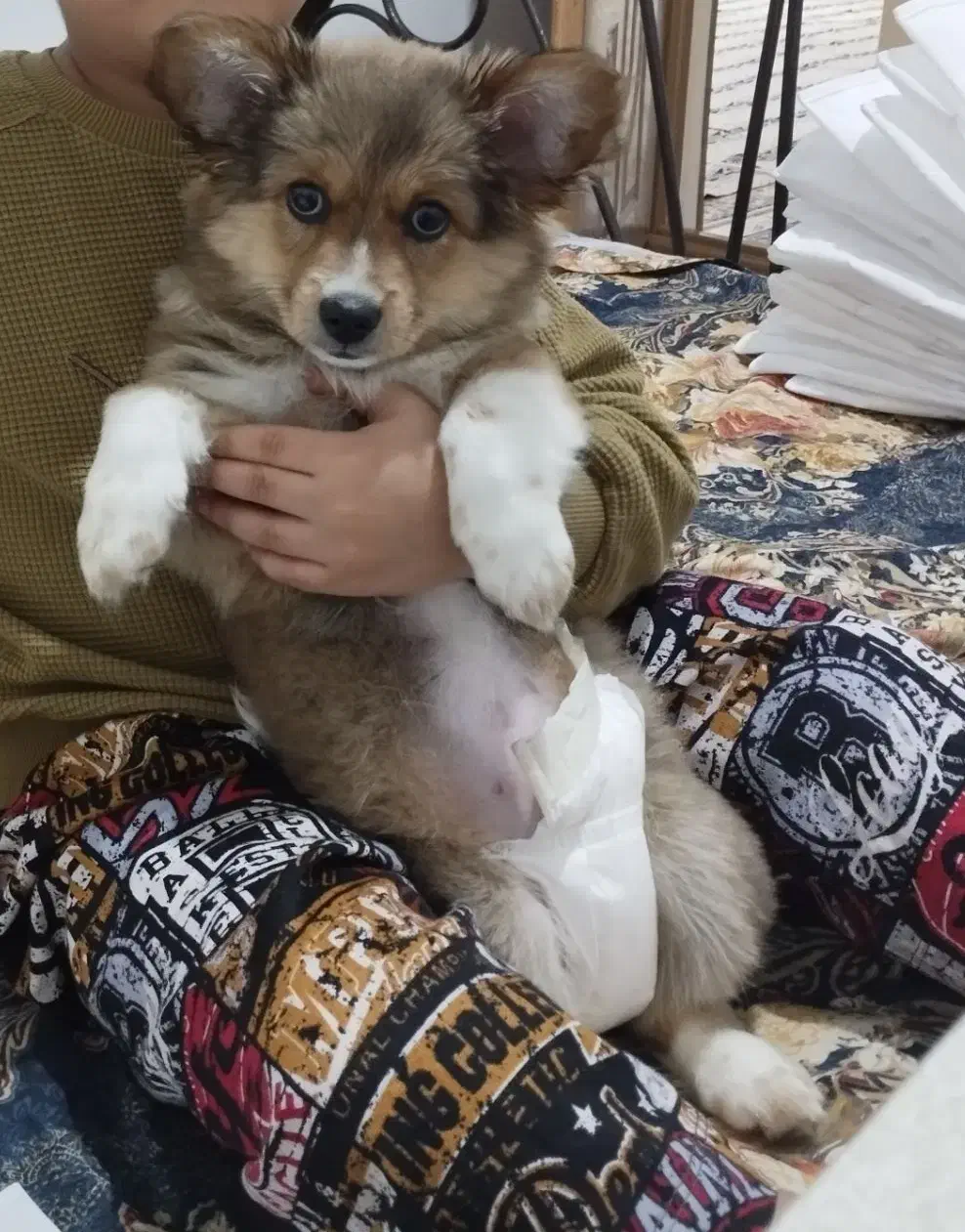 سگ دوماهه|سگ|اردبیل, |دیوار