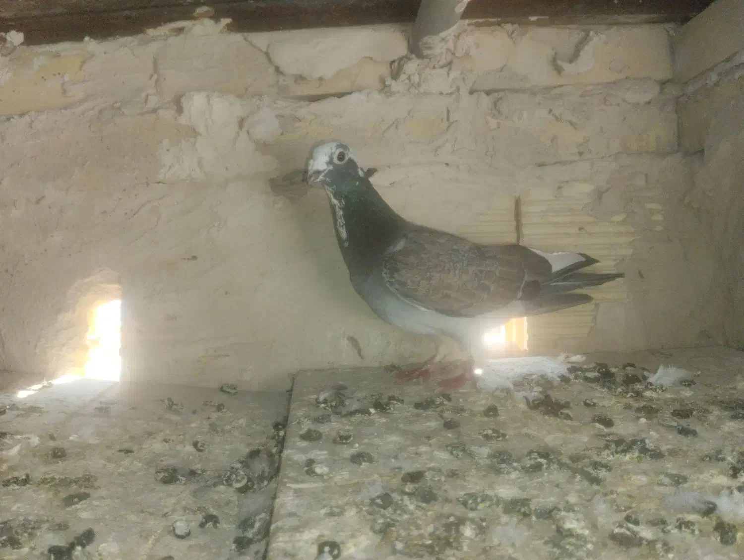 دو عدد دوکت نر|پرنده|سنندج, |دیوار