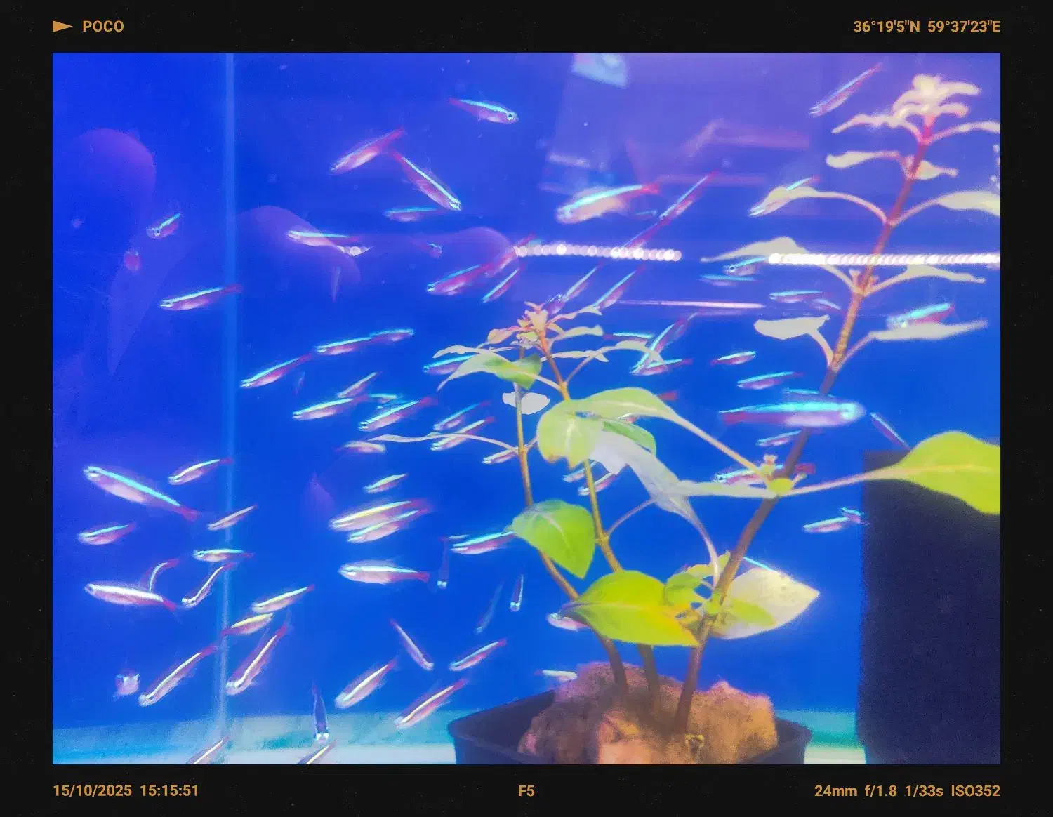 انواع تتراها و ماهیان پلنت با قیمت ویژه گرید بالا|ماهی|مشهد, فاطمیه|دیوار