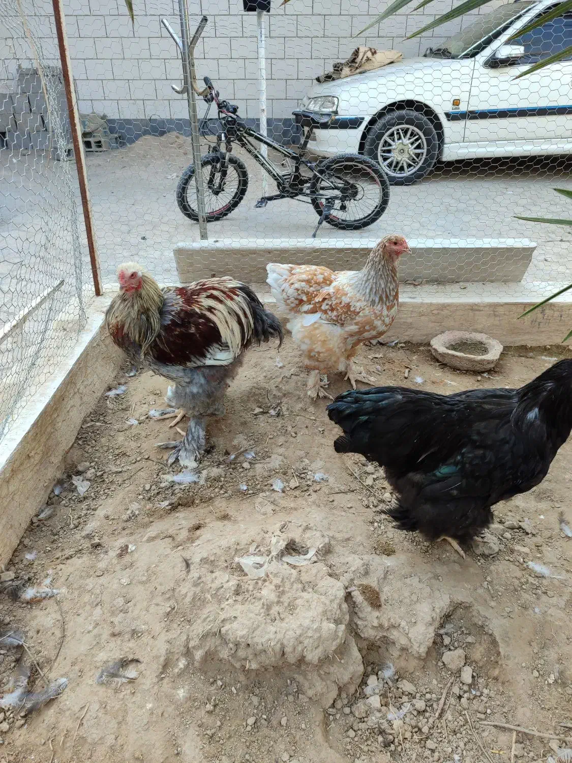 مرغ و خروس برهما|حیوانات مزرعه|برازجان, |دیوار