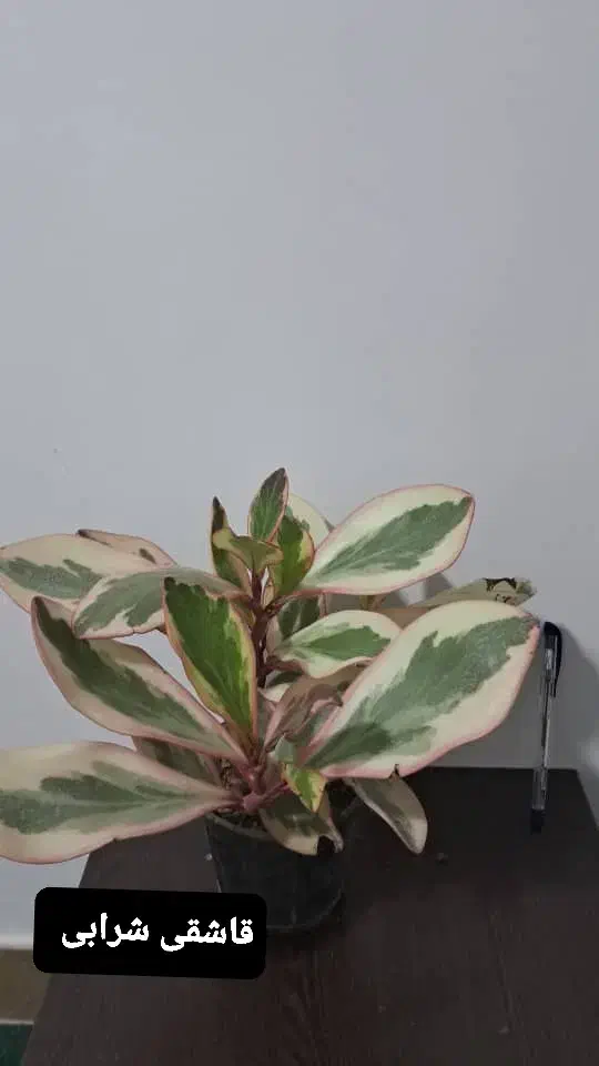 انواع گل های آپارتمانی|گل و گیاه طبیعی|مرودشت, نقش رستم|دیوار