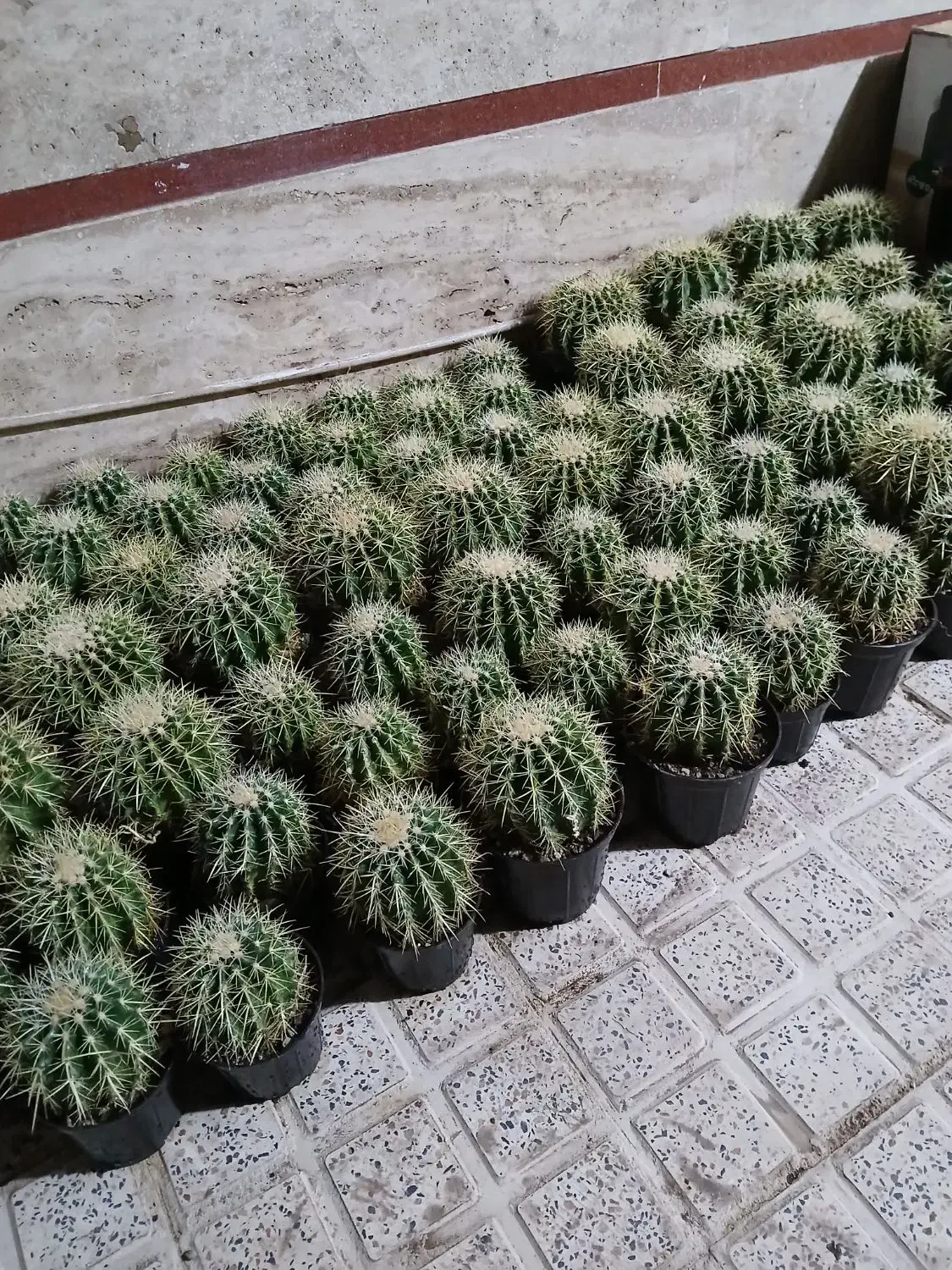 کاکتوس اچینو|عمده‌فروشی|قرچک, مهدیه|دیوار