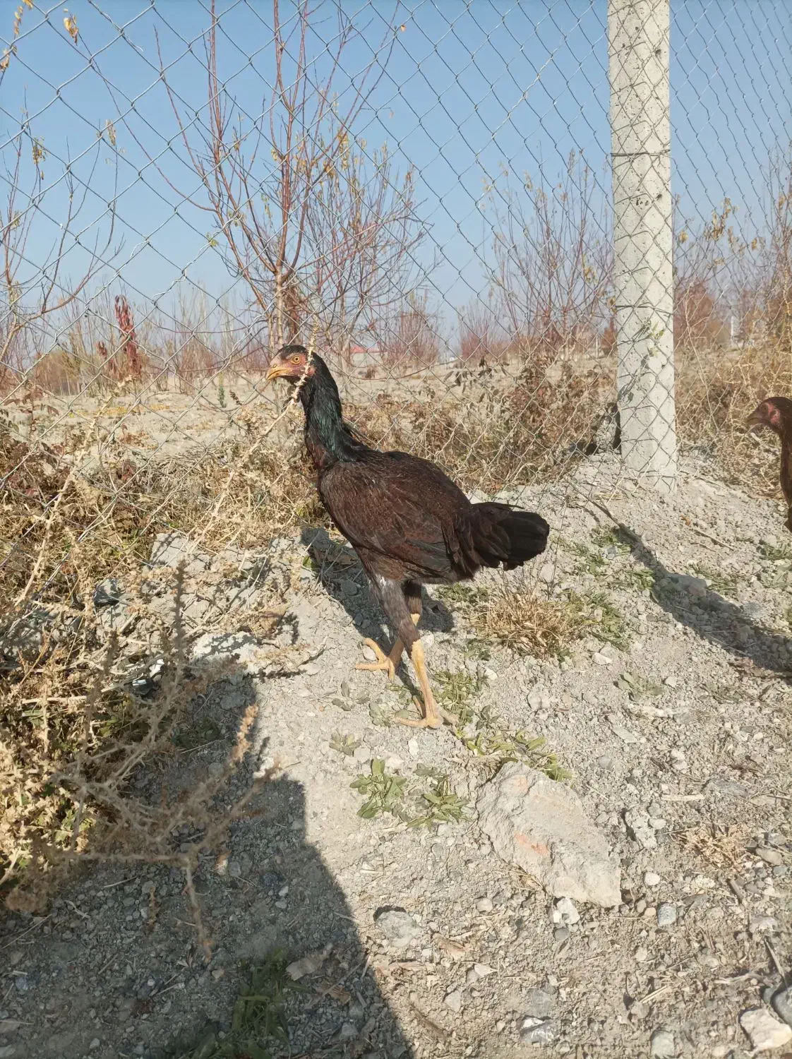 لاری|حیوانات مزرعه|سلماس, |دیوار