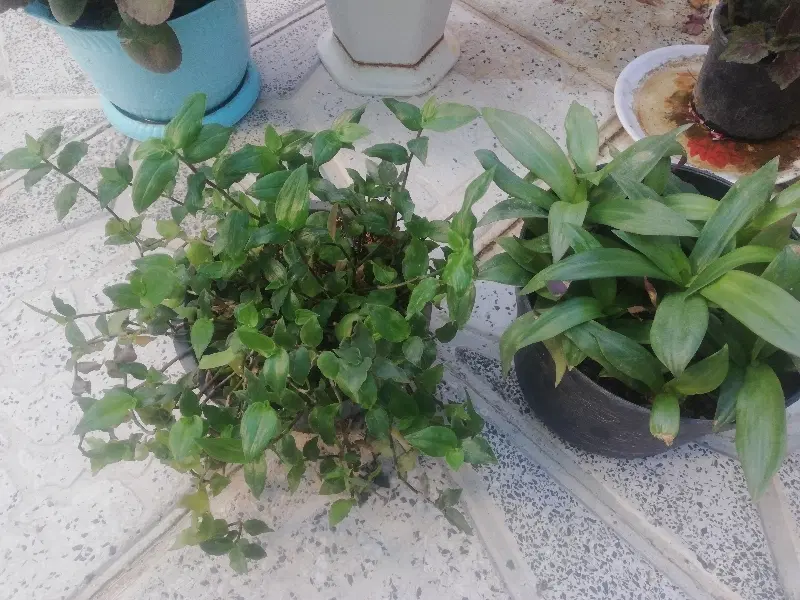 گل طبیعی|گل مصنوعی|فسا, |دیوار