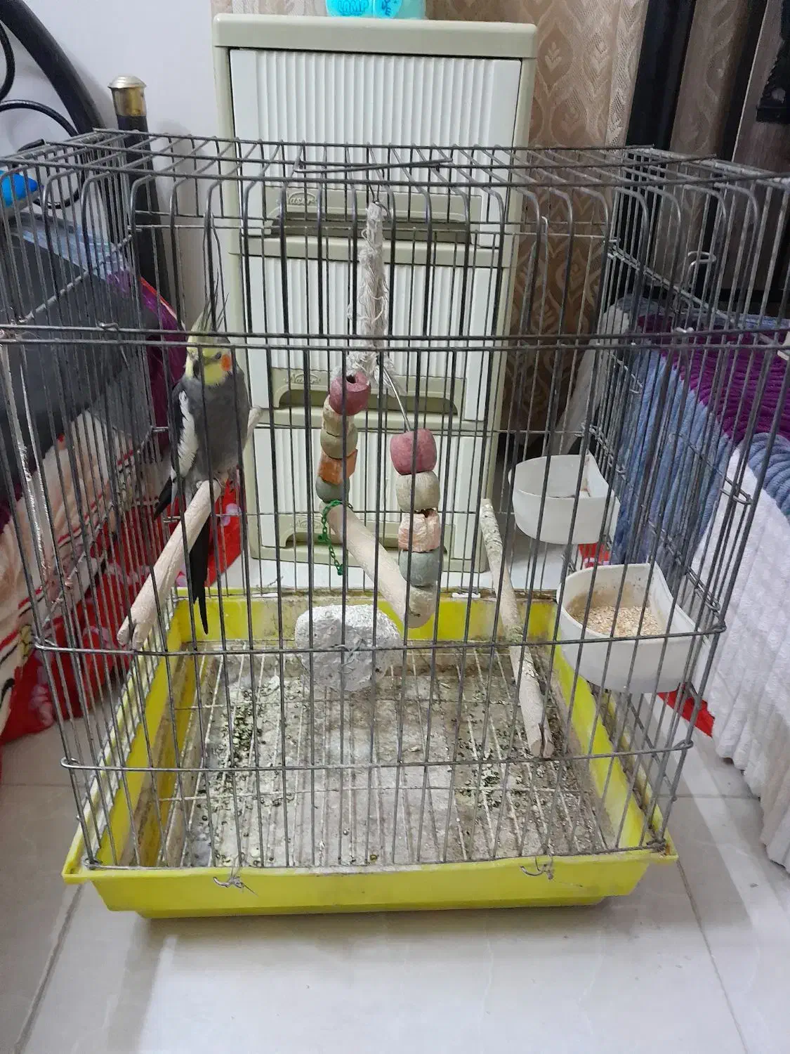 عروس هلندی|پرنده|اصفهان, شاهد|دیوار