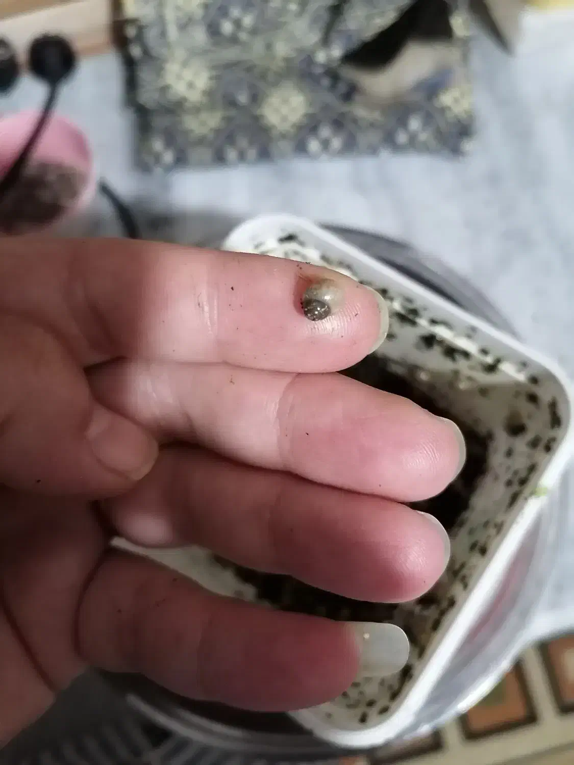 حلزون هاهمه فروشی|خزنده|نیشابور, باغ نو|دیوار