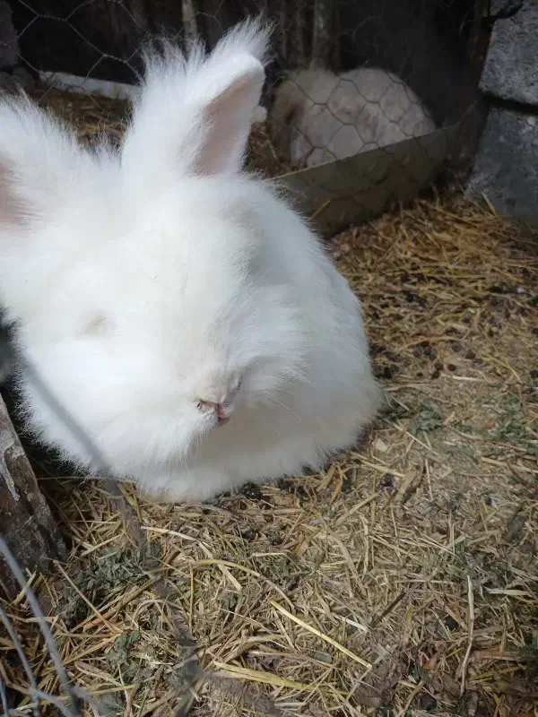 خرگوش کله شیری ( یا لئون هد)|موش و خرگوش|سنگر, |دیوار