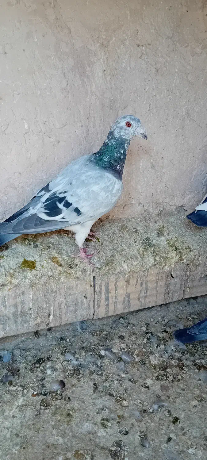 کفتر بوم معاوضه و فروش|پرنده|چناران, |دیوار