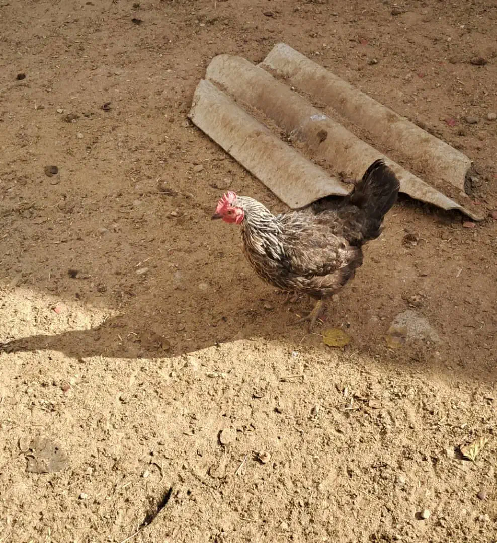 مرغ تخمگذار|حیوانات مزرعه|مبارکه, |دیوار