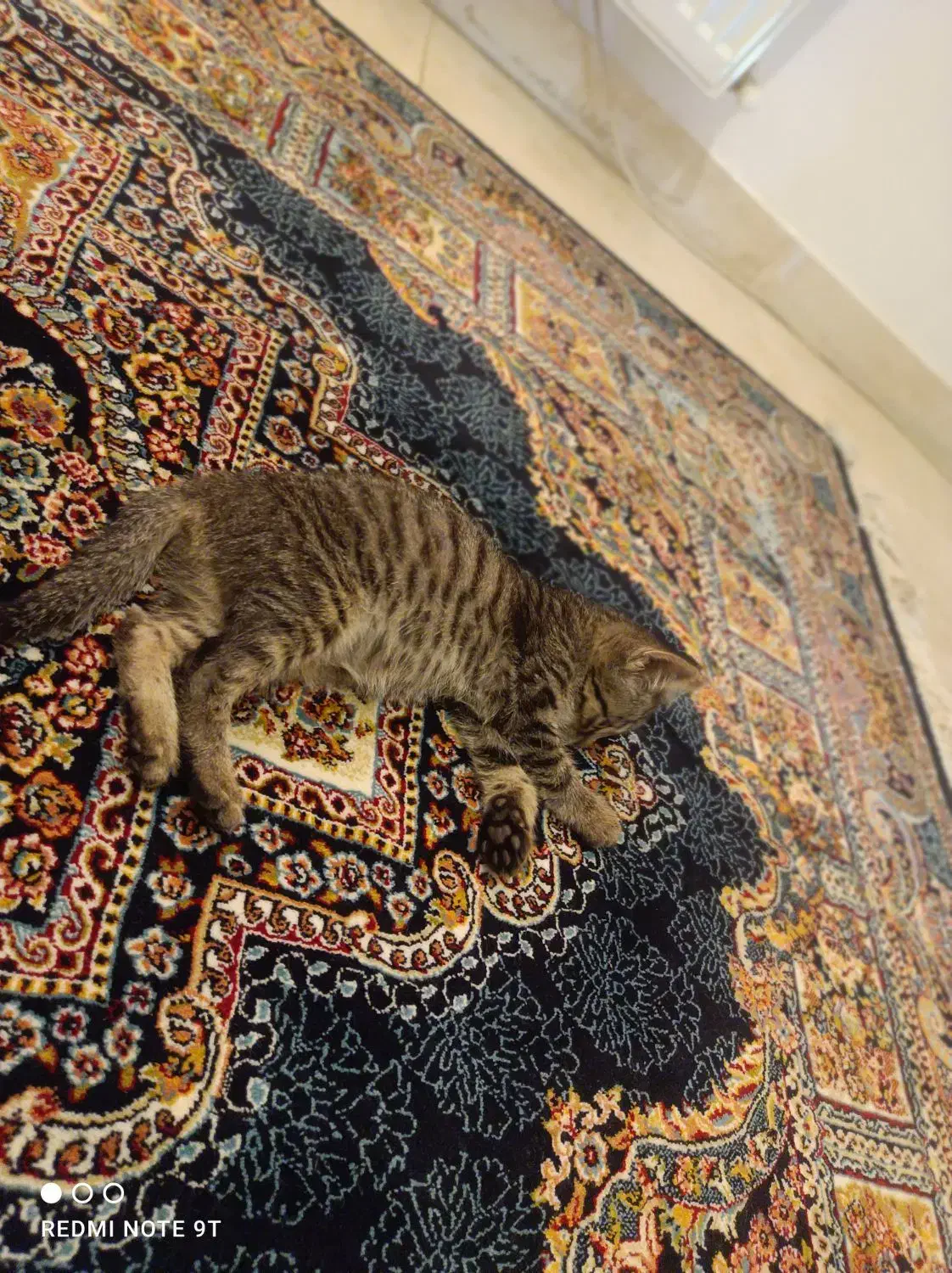 گربه|حیوانات|گرگان, |دیوار