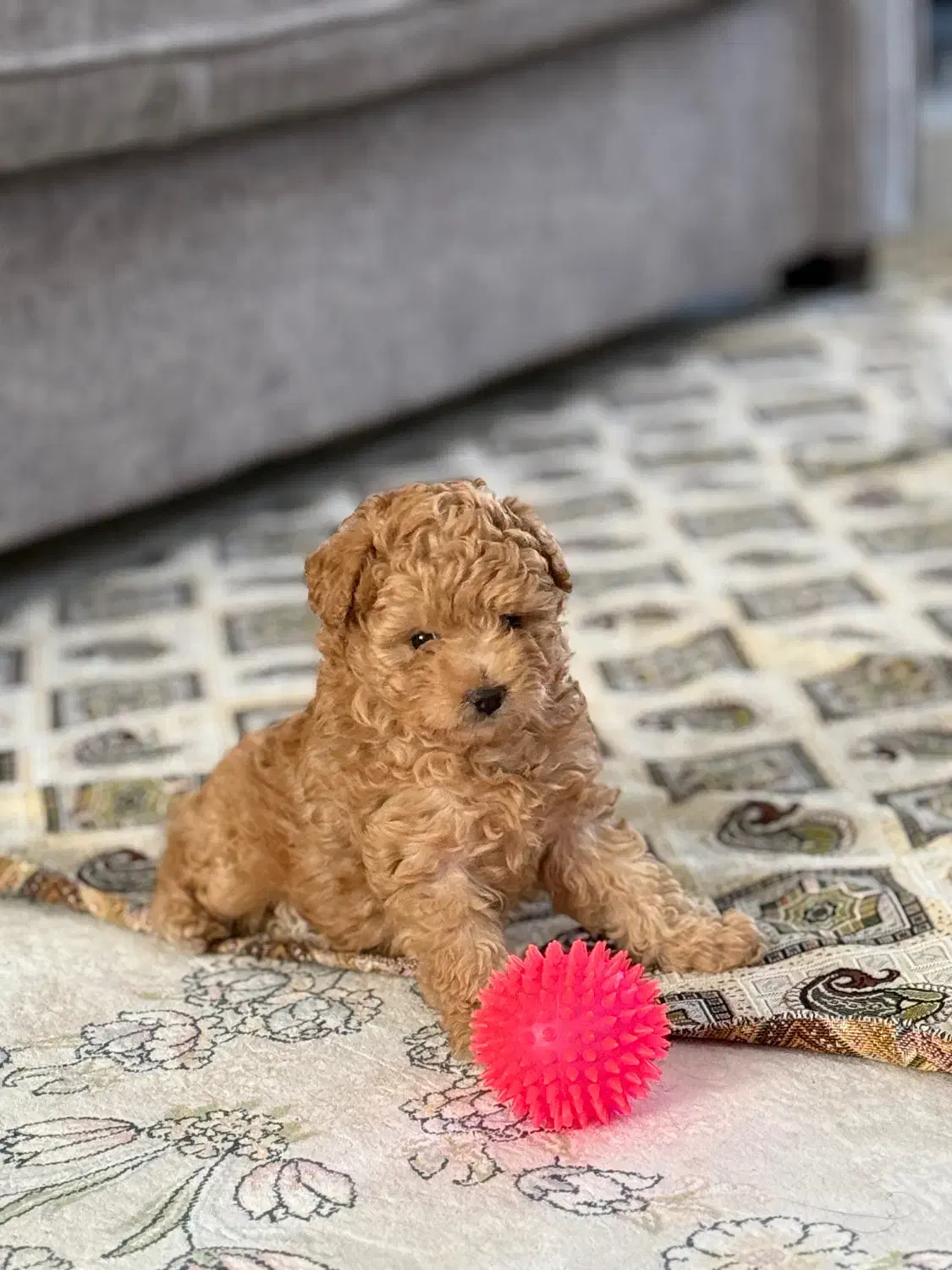 توله پودل ماده|سگ|اصفهان, نقش جهان|دیوار