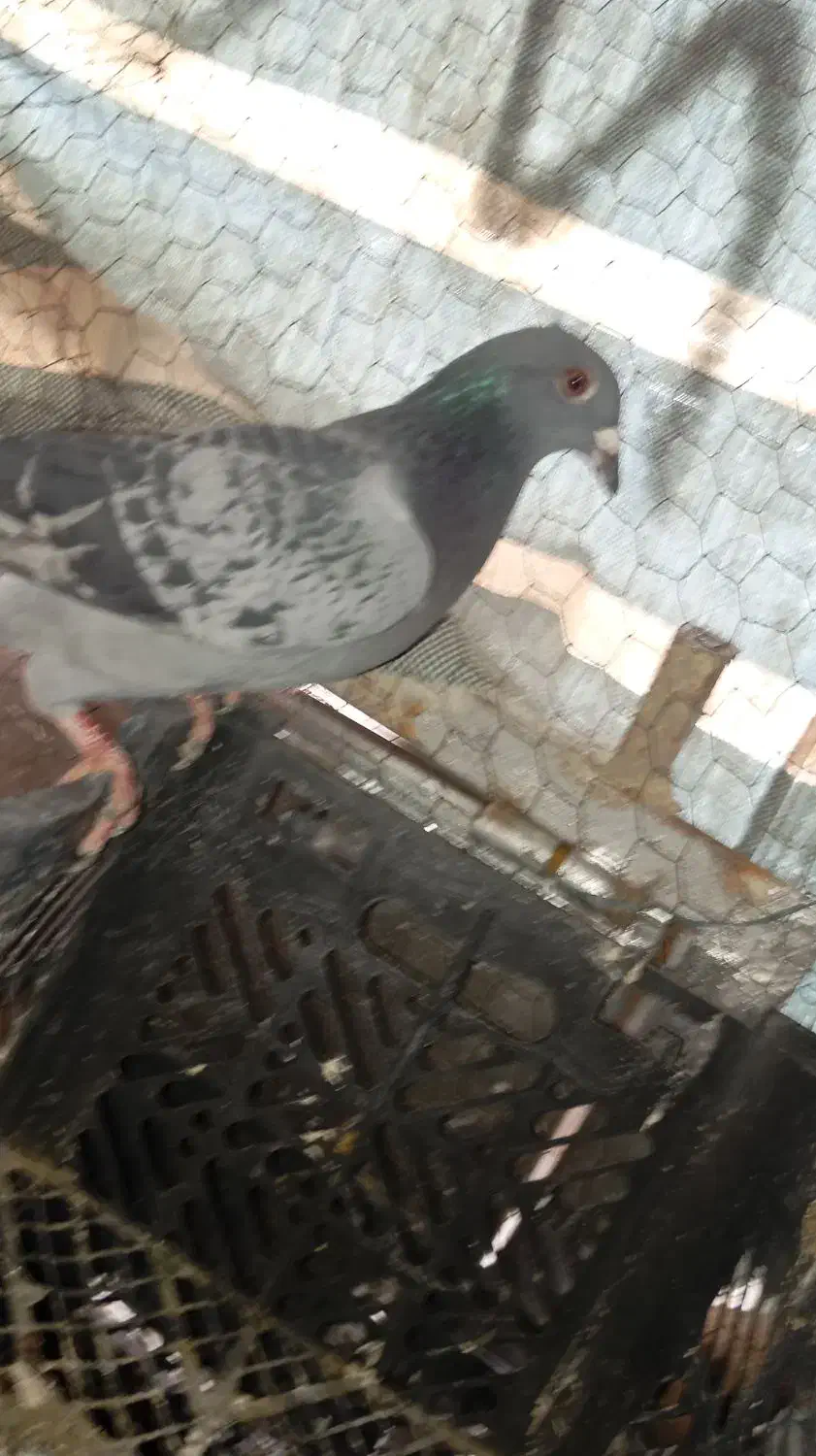 کبوتر سنگی|پرنده|سراوان, |دیوار