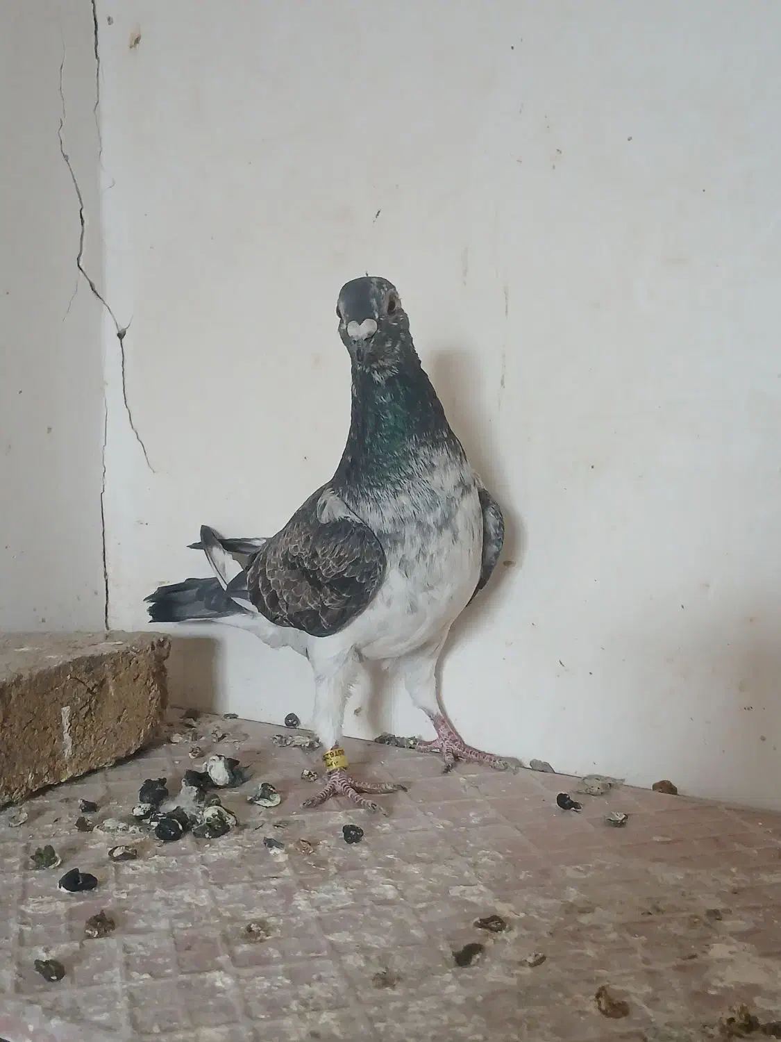 تعدادی کبوتر|پرنده|هریس, |دیوار