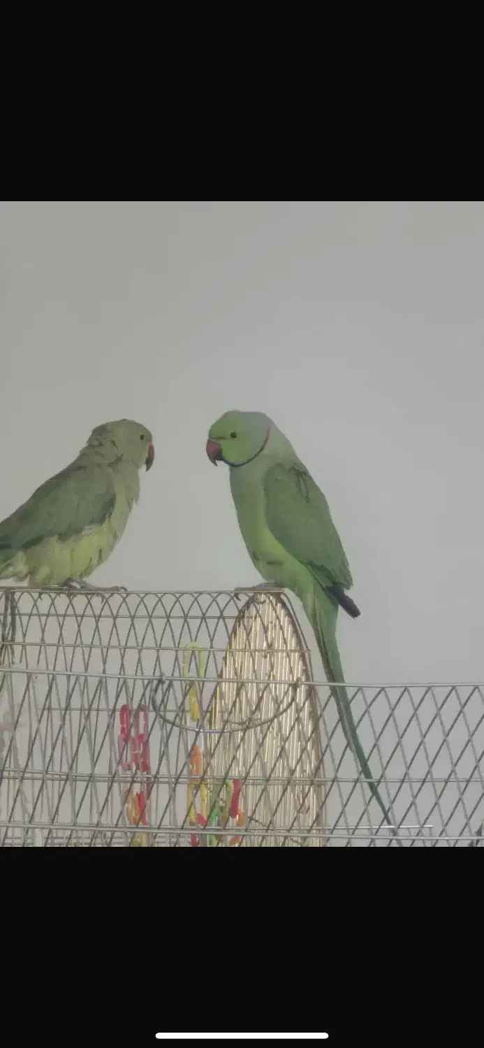 ملنگو دو عدد ماده و یک نر|پرنده|سنندج, |دیوار