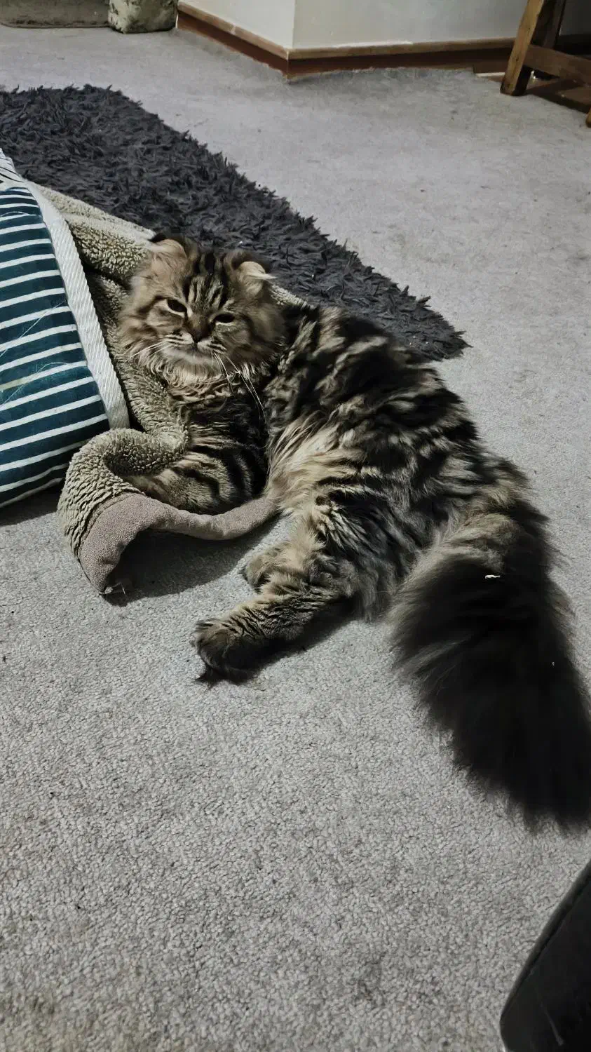 فروش گربه|گربه|زاهدان, |دیوار