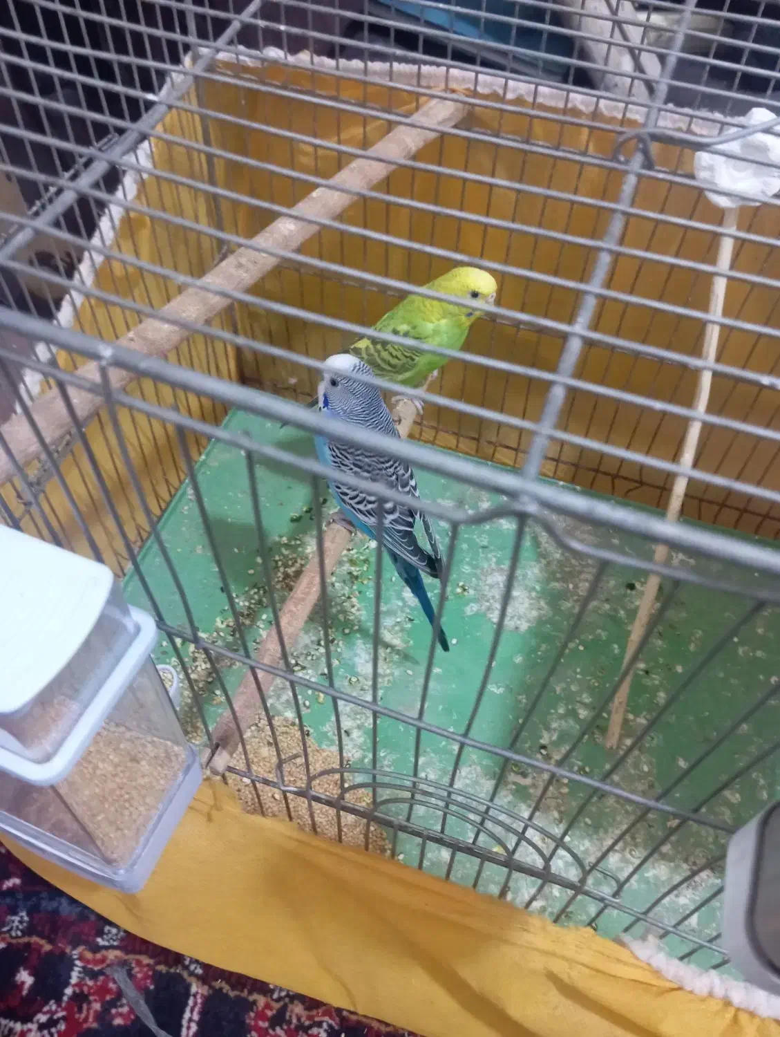 مرغ عشق مولد|پرنده|فولادشهر, سایت صنعتی کاوه|دیوار