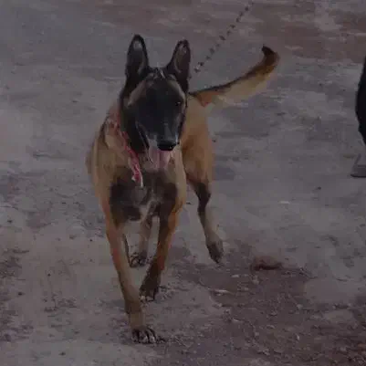 ماده مالینویز|سگ|رفسنجان, |دیوار