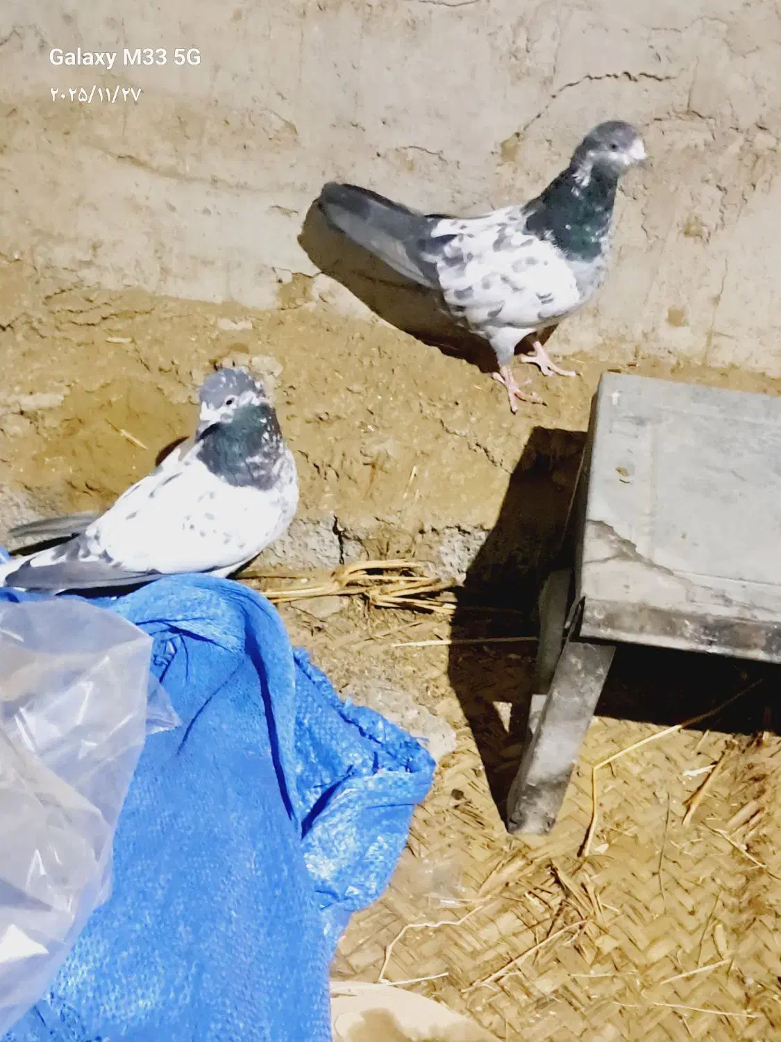 یک جفت باستانی|پرنده|اسماعیلی, |دیوار