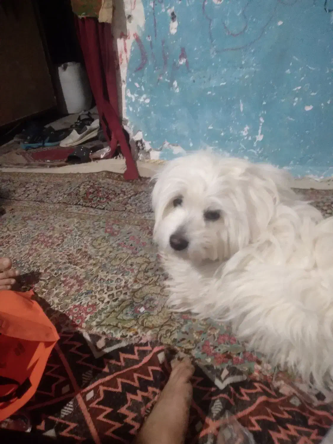 واگذاری رایگان دوتا سگ نر پشمالو برای مدت کوتاهی|سگ|کرمان, |دیوار