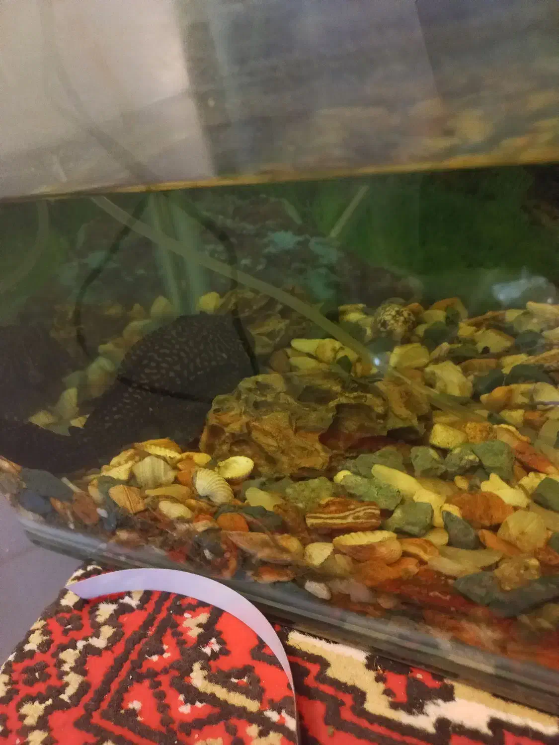 گربه ماهی کت اسپرت ۲۵ سانت|ماهی|مشهد, ایثار|دیوار