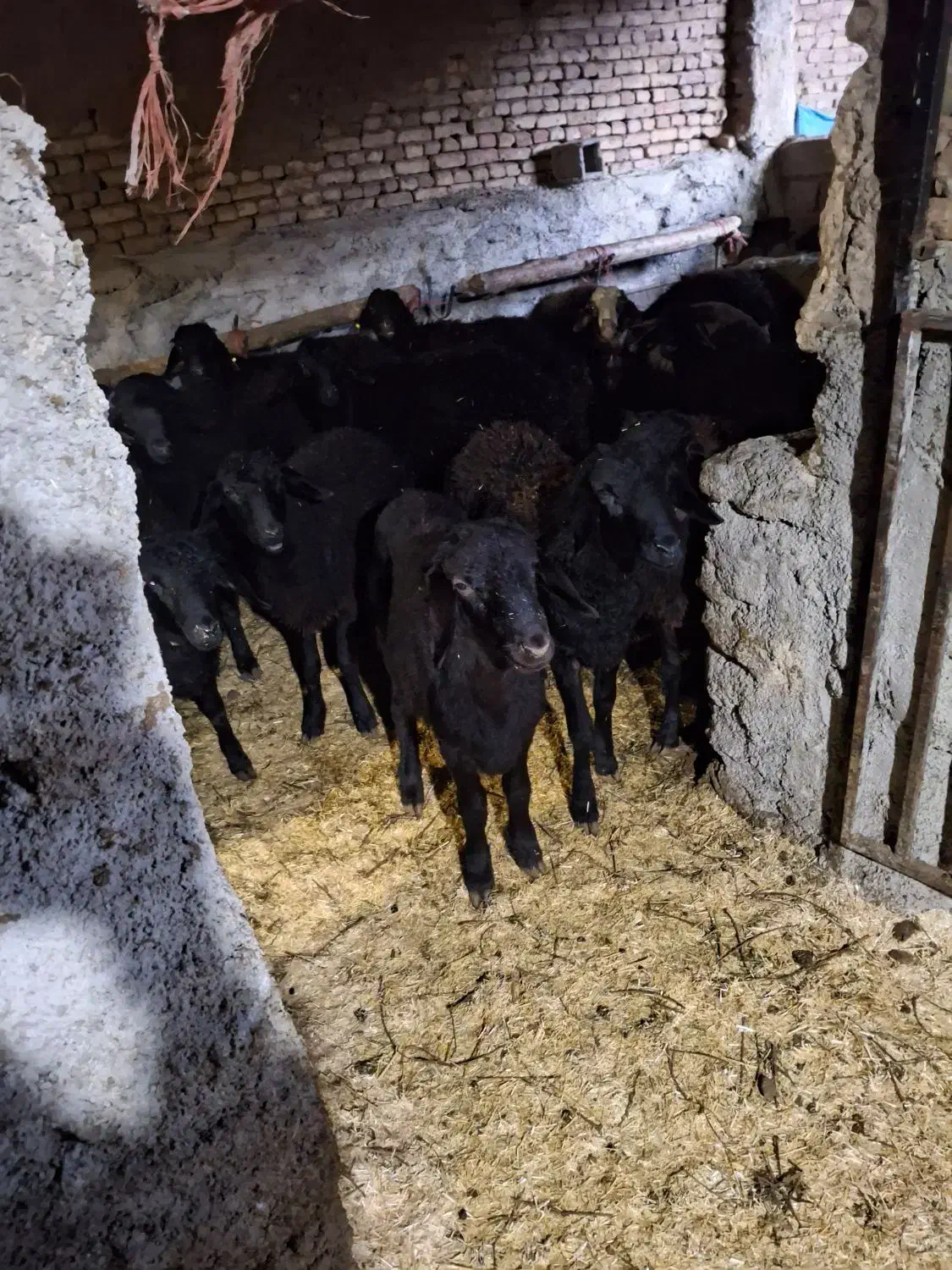 گوسفند قره قزل بره نر|حیوانات مزرعه|اسدآباد, |دیوار