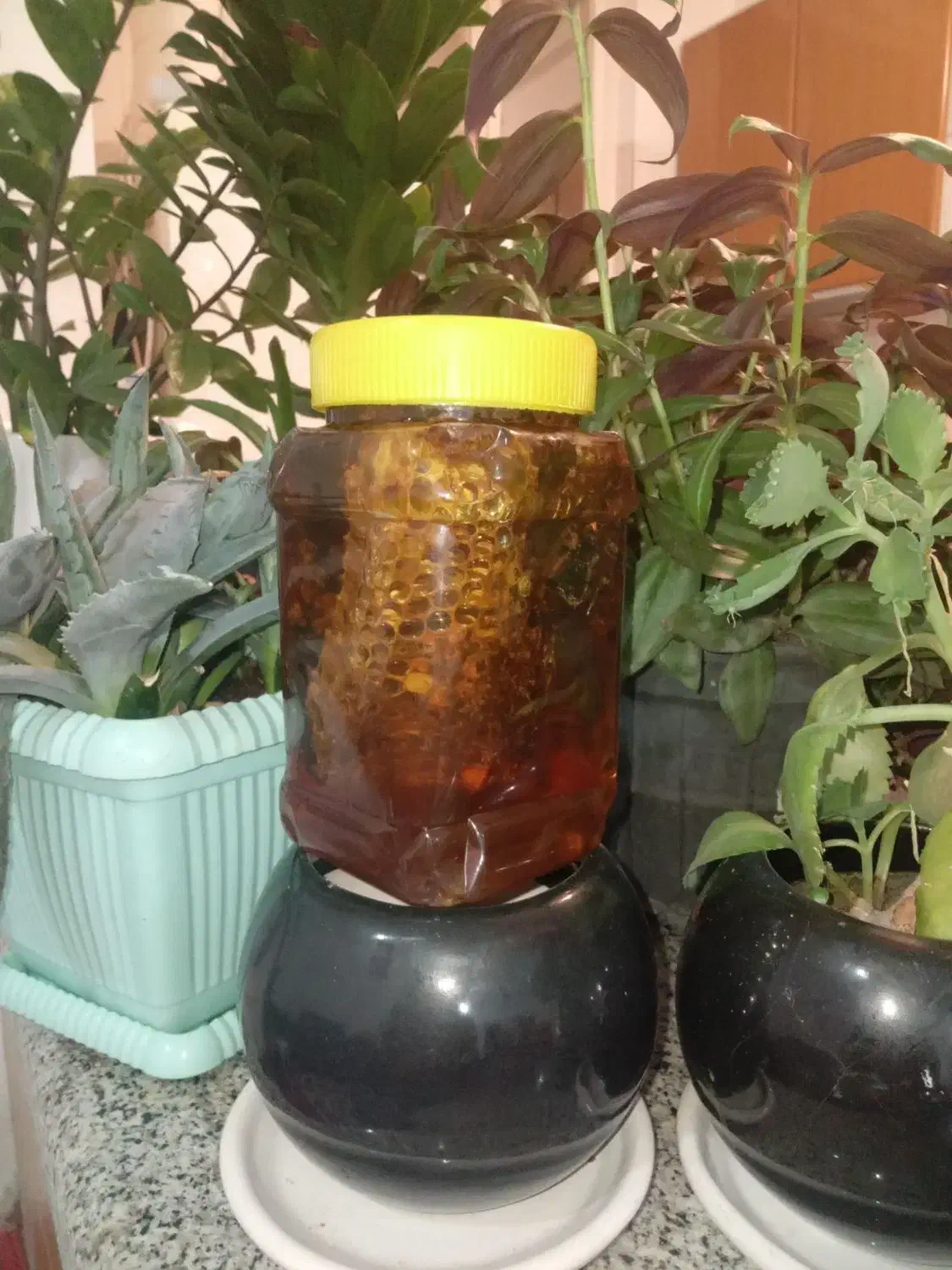 عسل اورگانیک|خوردنی و آشامیدنی|مهاجران, |دیوار