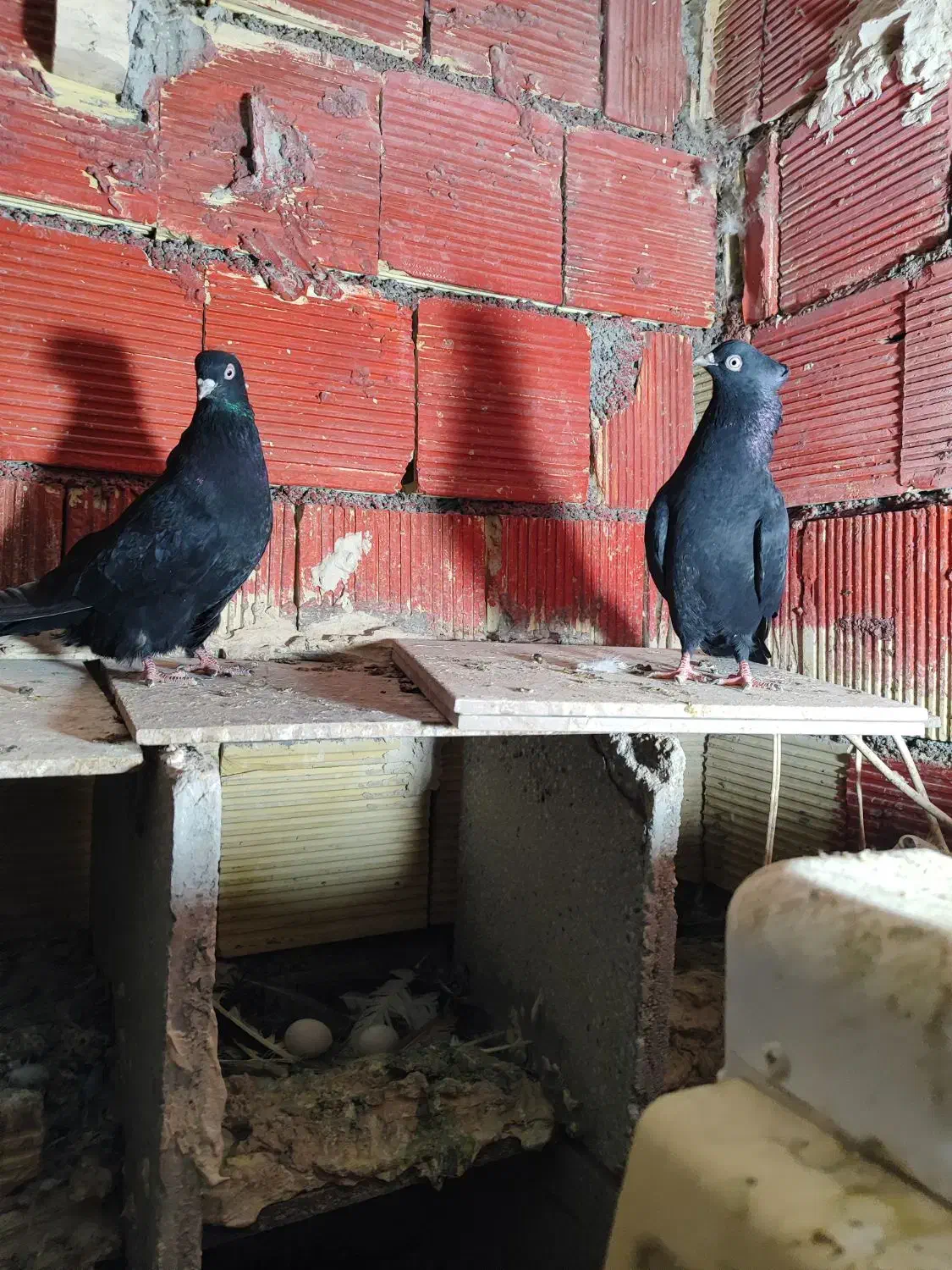 جفت سیاه ابادنی|پرنده|بندر ماهشهر, |دیوار