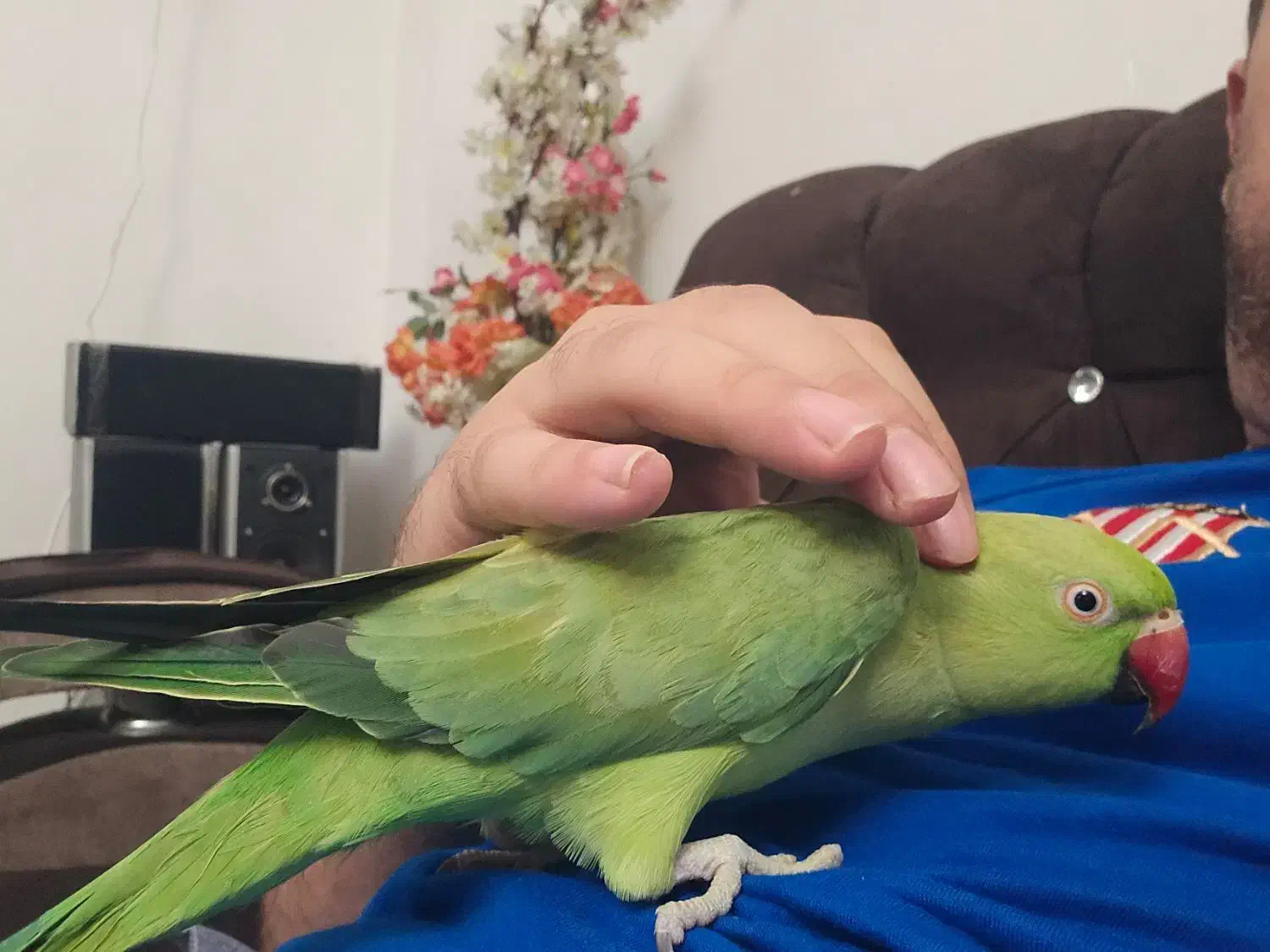 طوطی ملنگو کاملا رام و دستی|پرنده|لنگرود, |دیوار